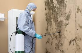 Why You Should Choose Our Mold Remediation Services in Richland Hills, TX